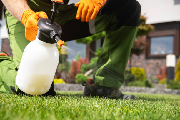 Wasp Removal Services in Marshfield, MO