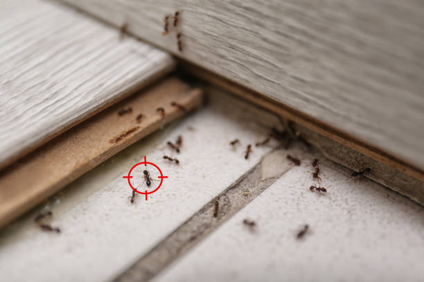 Trusted Marshfield, MO Pest Control Experts