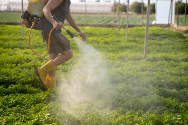 Best Affordable Pest Control Services  in Marshfield, MO