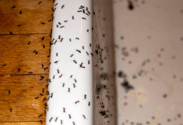 Best Residential Pest Control  in Marshfield, MO