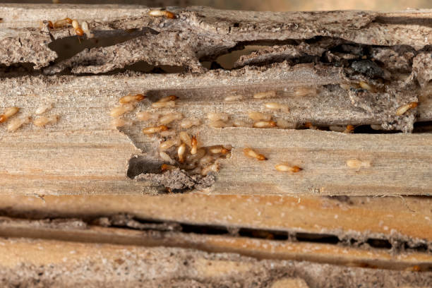 Best Mosquito Control Services  in Marshfield, MO